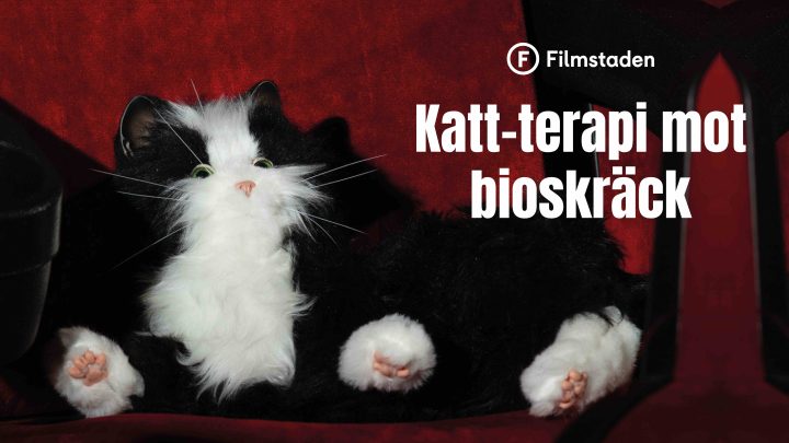 Katt-terapi mot bioskräck